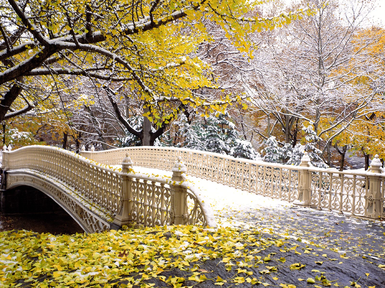Central Park View